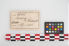 Etikett zu Turbanrandschale (NHMW-PRAE-026887)
